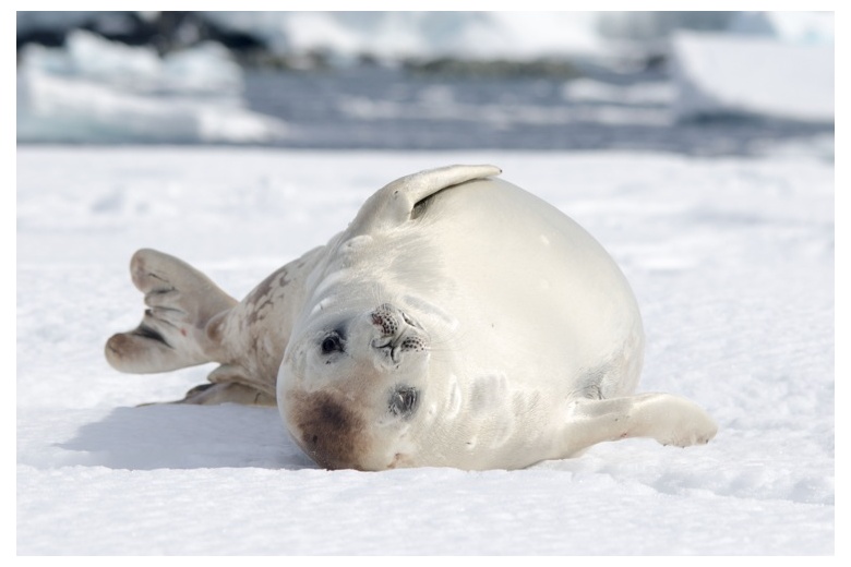 seal laying on snow